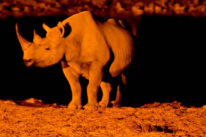 106 - Namibia - rinoceronte - imagen nocturna - Okaukuejo - parque nacional de Etosha